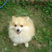 「お庭大好き！」【ワンちゃんのプラチナム笑顔ください♪】スポーツの秋フォトコンテスト！の投稿画像