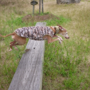 「それぞれの得意分野」【ワンちゃんのプラチナム笑顔ください♪】スポーツの秋フォトコンテスト！の投稿画像