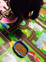 口コミ：人が食べれる食材で作った評判の「無添加ドッグフード安心」を10の画像（2枚目）