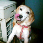 「おやつを催促するベリーさん（U・x・U）」【ワンちゃんのプラチナム笑顔ください♪】スポーツの秋フォトコンテスト！の投稿画像