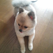 「おうちにて」【ワンちゃんのプラチナム笑顔ください♪】スポーツの秋フォトコンテスト！の投稿画像