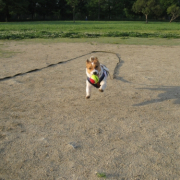 「ＲＵＮ　ＲＵＮ　ＲＵＮ！！」【ワンちゃんのプラチナム笑顔ください♪】スポーツの秋フォトコンテスト！の投稿画像
