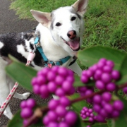 「きれいだね！」【ワンちゃんのプラチナム笑顔ください♪】スポーツの秋フォトコンテスト！の投稿画像