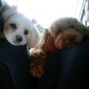 「垂れ耳チーム」【ワンちゃんのプラチナム笑顔ください♪】スポーツの秋フォトコンテスト！の投稿画像