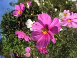 コスモス