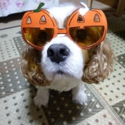 「ハロウィンパーティーにＧＯ！」【ワンちゃんのプラチナム笑顔ください♪】ハロウィン仮装フォトコンテスト！の投稿画像