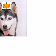 「プラチナムMENUウェットフード」【ワンちゃんのプラチナム笑顔ください♪】ハロウィン仮装フォトコンテスト！の投稿画像