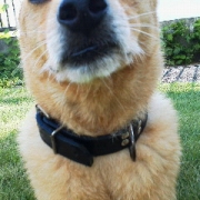 「ハロウィン楽しみ」【ワンちゃんのプラチナム笑顔ください♪】ハロウィン仮装フォトコンテスト！の投稿画像