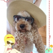 「サザンを聞きながら」【ワンちゃんのプラチナム笑顔ください♪】ハロウィン仮装フォトコンテスト！の投稿画像