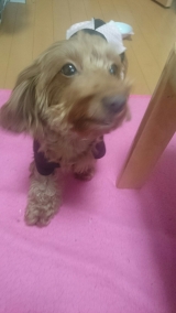 口コミ：モニター♡ボンボンママのごちそうチキン＆ポテトの画像（1枚目）