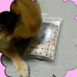 口コミ記事「今日のアンティちゃん」の画像