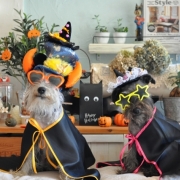 「ＨＡＰＰＹ　ＨＡＬＬＯＷＥＥＮ」【ワンちゃんのプラチナム笑顔ください♪】ハロウィン仮装フォトコンテスト！の投稿画像