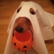 「おやつちょーだい！」【ワンちゃんのプラチナム笑顔ください♪】ハロウィン仮装フォトコンテスト！の投稿画像