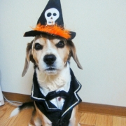 「ちょっと怒ってる・・・？」【ワンちゃんのプラチナム笑顔ください♪】ハロウィン仮装フォトコンテスト！の投稿画像