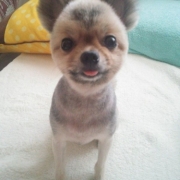 「ミッキーマウス？」【ワンちゃんのプラチナム笑顔ください♪】ハロウィン仮装フォトコンテスト！の投稿画像