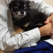 「家の自慢な愛犬」【ワンちゃんのプラチナム笑顔ください♪】ハロウィン仮装フォトコンテスト！の投稿画像