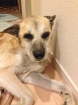 口コミ：無添加ドッグフード安心の画像（4枚目）