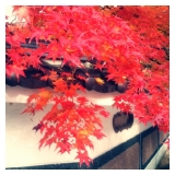 塀からしだれる紅葉