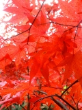 真っ赤な紅葉