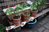 「いちごの苗を植えました☆」の画像（1枚目）