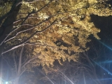 イチョウが照らされて