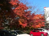 「車の赤よりもみじの紅」の画像（1枚目）