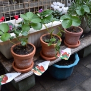 「いちごの苗を植えました☆」あなたが見つけた「秋の風景」写真コンテスト！の投稿画像