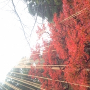 「冬支度する紅葉。」あなたが見つけた「秋の風景」写真コンテスト！の投稿画像