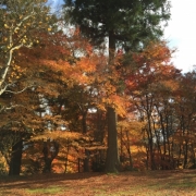「京都 宮津」あなたが見つけた「秋の風景」写真コンテスト！の投稿画像
