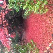 「秋のじゅうたん」あなたが見つけた「秋の風景」写真コンテスト！の投稿画像