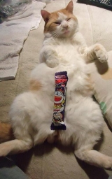 口コミ：国産 無一物　ねこまんまパウチ　むね肉ですの画像（4枚目）