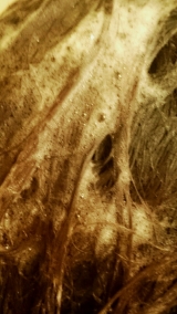 口コミ：ノンシリコンシャンプーなのに、トリートメントがいらない「ごまアロエ物語」の画像（3枚目）