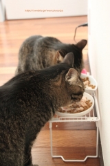 口コミ：はごろもフーズの無一物ねこまんまパウチ★の画像（1枚目）