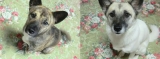 テンちゃん＆さくらちゃん♪