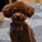 「ちょっとおすましさん」【動画募集】麹の力で更に美味しく食べやすくドッグフードの極み「鹿肉 麹熟成」の投稿画像