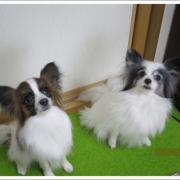 「りりーとあんず」【動画募集】麹の力で更に美味しく食べやすくドッグフードの極み「鹿肉 麹熟成」の投稿画像