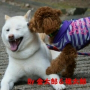 「お兄ちゃんだ～いすき！」【動画募集】麹の力で更に美味しく食べやすくドッグフードの極み「鹿肉 麹熟成」の投稿画像