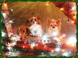 メリークリスマス