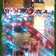 「メリークリスマス」【動画募集】麹の力で更に美味しく食べやすくドッグフードの極み「鹿肉 麹熟成」の投稿画像