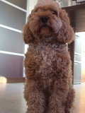 「ミックス犬です」の画像（2枚目）