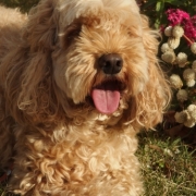 「ミックス犬です」【動画募集】麹の力で更に美味しく食べやすくドッグフードの極み「鹿肉 麹熟成」の投稿画像