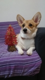 「ツリーとチョコ」の画像（1枚目）