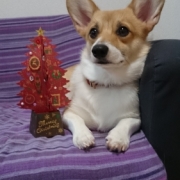 「ツリーとチョコ」【動画募集】麹の力で更に美味しく食べやすくドッグフードの極み「鹿肉 麹熟成」の投稿画像