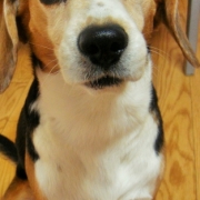 「ぜひよろしくお願いします！」【動画募集】麹の力で更に美味しく食べやすくドッグフードの極み「鹿肉 麹熟成」の投稿画像