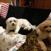 「二匹ともいい子です」【動画募集】麹の力で更に美味しく食べやすくドッグフードの極み「鹿肉 麹熟成」の投稿画像