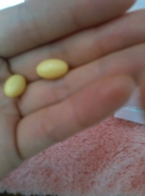 口コミ：女性の味方のプラセンタ（＾ｖ＾）の画像（2枚目）