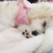 「ふあふあ天使」≪愛犬画像募集≫汚れやニオイの元をやさしく落とすファイテンペット用シャンプーの投稿画像