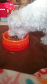 口コミ：無添加ドッグフードsample感想の画像（1枚目）