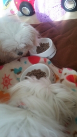 口コミ：無添加ドッグフードsample感想の画像（2枚目）