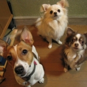 「我が家のワンコ♪」≪愛犬画像募集≫汚れやニオイの元をやさしく落とすファイテンペット用シャンプーの投稿画像